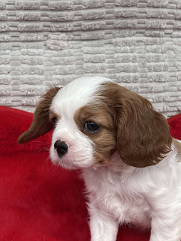 Счастье в дом -девочка кавалер Кинг чарльз спаниель