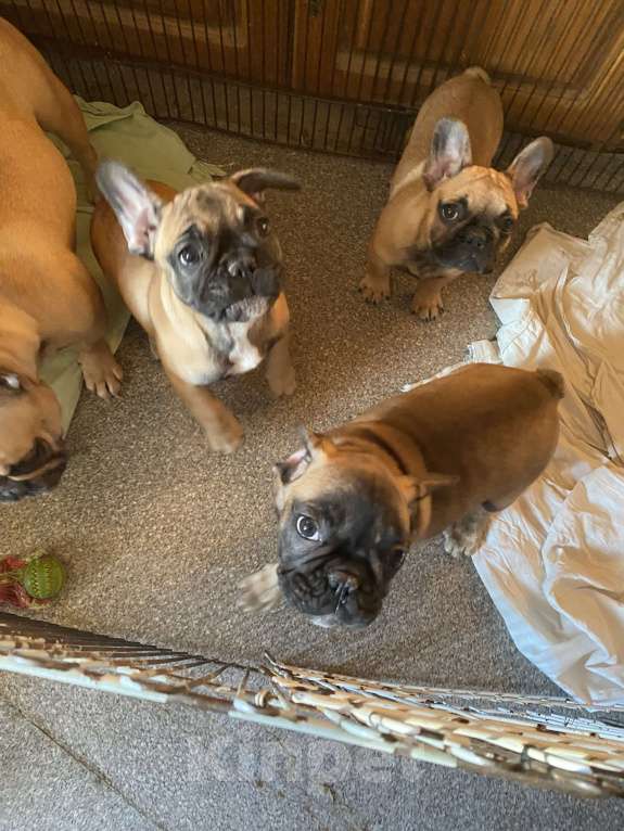 Собаки в Санкт-Петербурге: Шикарный мальчишка рыжего окраса  Мальчик, 45 000 руб. - фото 7