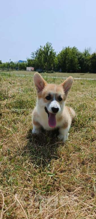Собаки в Цимлянске: Вельш Корги Пемброк от лучшего питомника Юга-России! Девочка, Бесплатно - фото 2