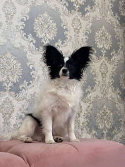 Щенки Папийон девочки и мальчики