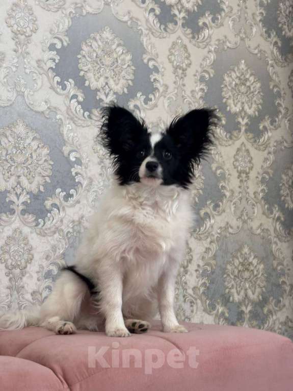 Собаки в других городах Московской области: Щенки Папийон мальчик Мальчик, 15 000 руб. - фото 1