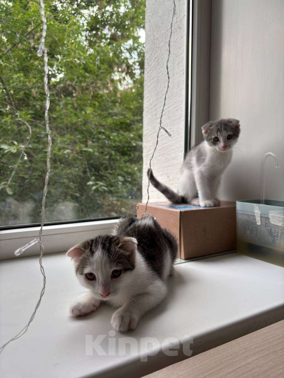 Кошки в Москве: Тобаська Мальчик, 50 руб. - фото 2