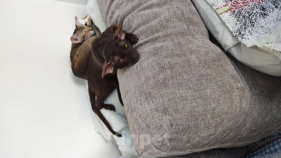 Кошки в Санкт-Петербурге: Девочка Девочка, 50 000 руб. - фото 5