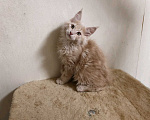 Кошки в Химках: Мейн-кун Мальчик, Бесплатно - фото 2