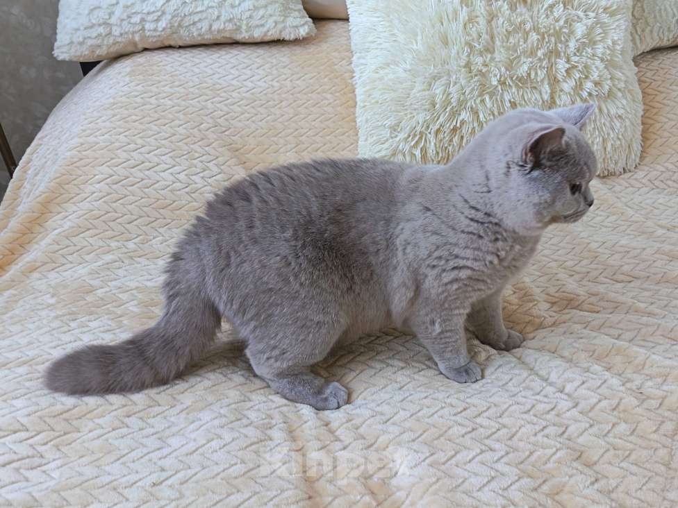 Кошки в Ульяновске: Британская короткошерстная кошка (подросток) Девочка, 30 000 руб. - фото 3