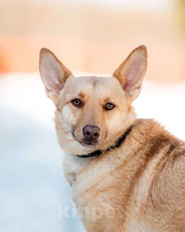 Собаки в других городах Московской области: Привет :) Я  - Тата Девочка, Бесплатно - фото 3