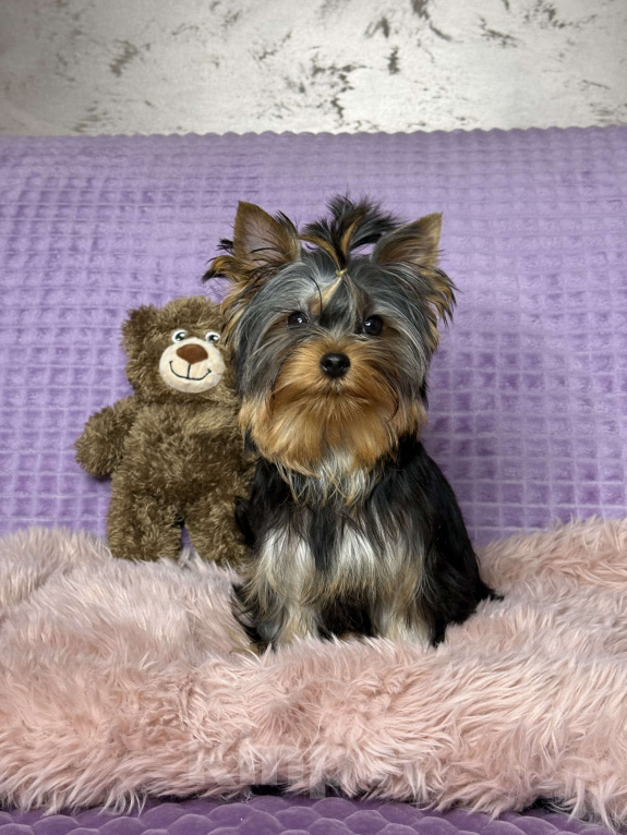 Собаки в Москве: Йоркширский терьер щенок мальчик Мальчик, 55 000 руб. - фото 9