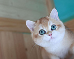 Кошки в Владивостоке: Британский котёнок в драгоценной шубке Мальчик, 80 000 руб. - фото 1