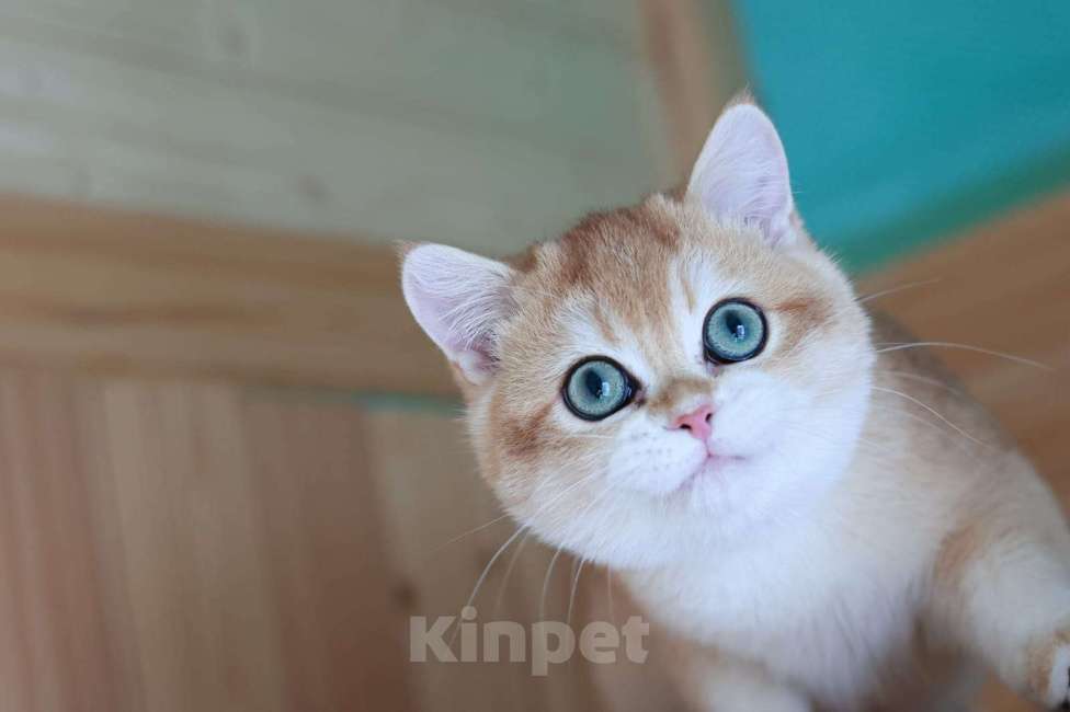 Кошки в Владивостоке: Британский котёнок в драгоценной шубке Мальчик, 80 000 руб. - фото 1