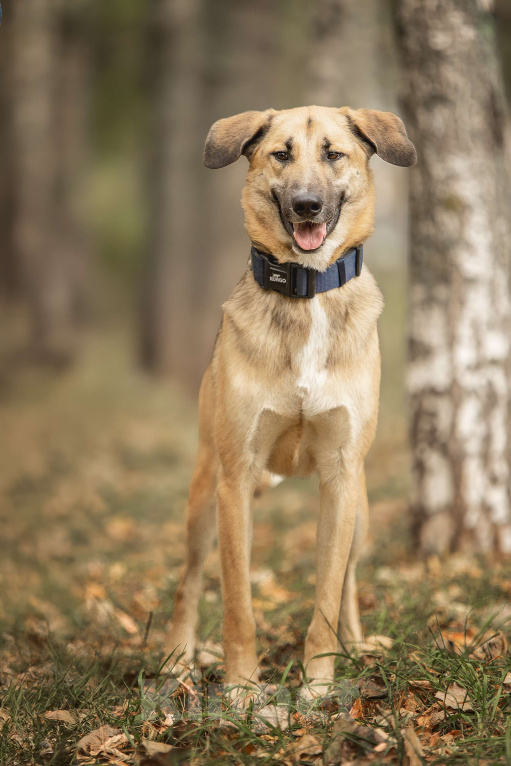 Собаки в Москве: Тотошка Мальчик, Бесплатно - фото 4