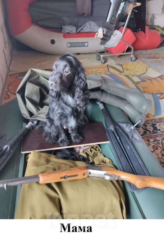 Собаки в других городах Калужской области: Классный щеночек, 3,5 мес Мальчик, 25 000 руб. - фото 2