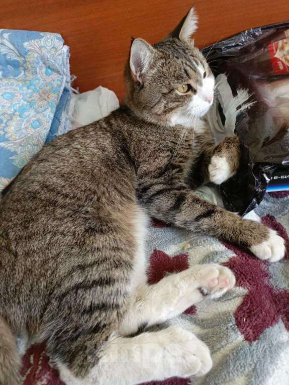 Кошки в Набережных Челнах: Пропал Кот Мальчик, 20 000 руб. - фото 7