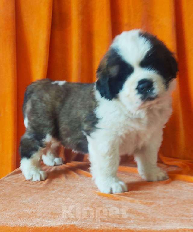 Собаки в Владивостоке: плем. питомник предлагает щенка сенбернара Мальчик, 70 000 руб. - фото 1
