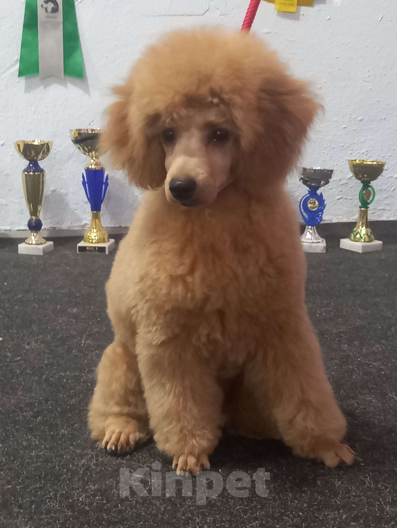 Собаки в Москве: Элегантный красавец Мальчик, 55 000 руб. - фото 2