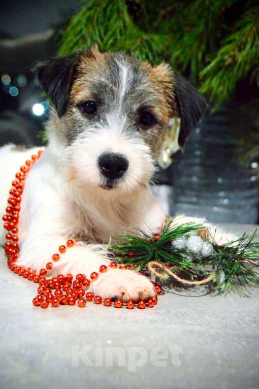 Собаки в Москве: Девочка Джек Рассел терьер  Девочка, 65 000 руб. - фото 8