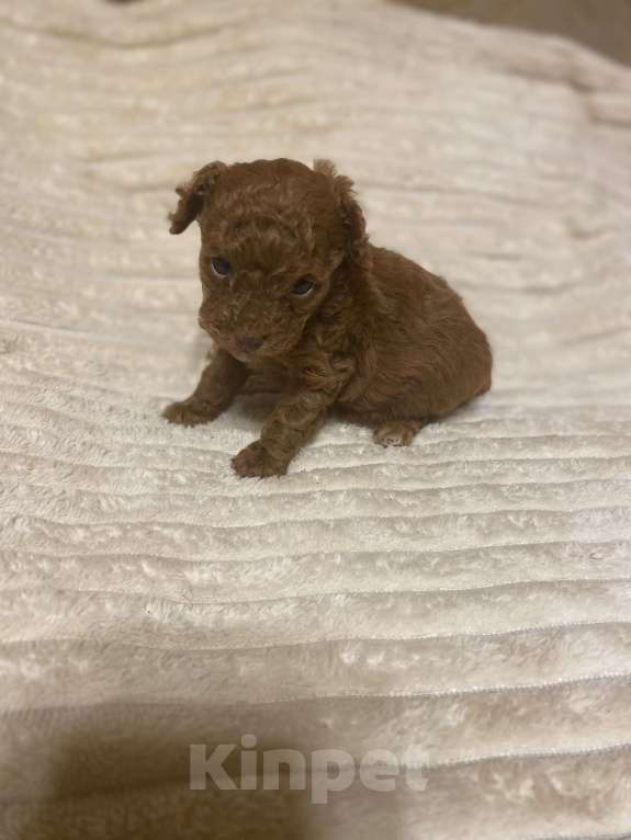 Собаки в Санкт-Петербурге: Очаровательная малышка той пудель девочка ред Браун  Девочка, Бесплатно - фото 7