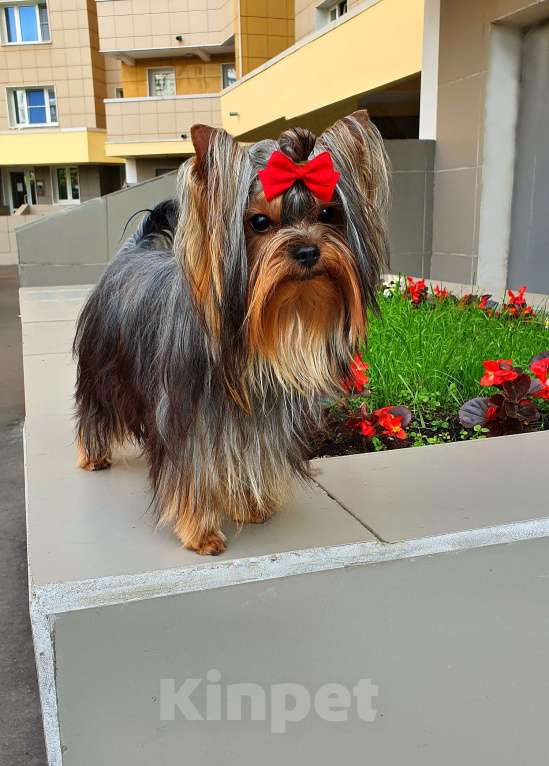 Собаки в Москве: МАЛЬЧИК МЕЛКИЙ СТАНДАРТ РКФ Мальчик, 40 руб. - фото 5