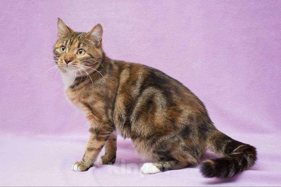 Кошки в Москве: Кшечка-бенгал в добрые руки Девочка, Бесплатно - фото 2