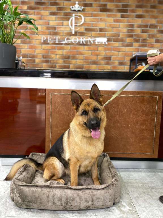 Собаки в других городах Московской области: Немецкая овчарка, девочка, 1 год, ищет дом  Девочка, Бесплатно - фото 4