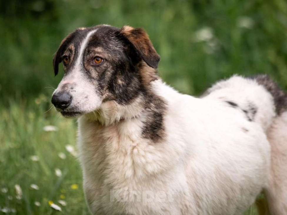 Собаки в других городах Владимирской области: Самая душевная и добрая собака! В добрые руки Девочка, Бесплатно - фото 3