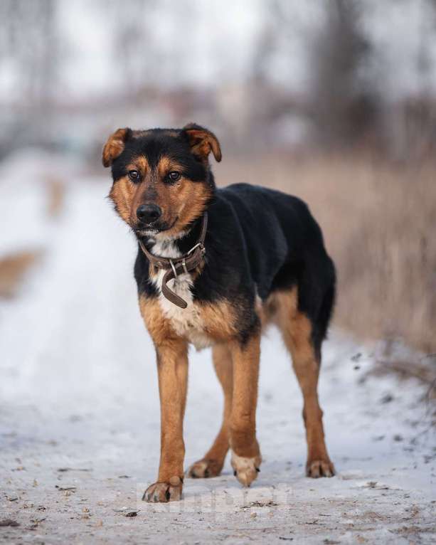 Собаки в Дзержинском: Умный пес Дружок в добре руки Мальчик, Бесплатно - фото 6