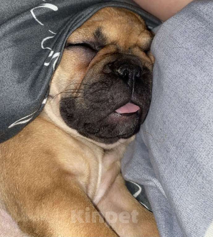 Собаки в Бугульме: Продаю своего подружку, так как нету времени заниматься Девочка, 27 000 руб. - фото 1