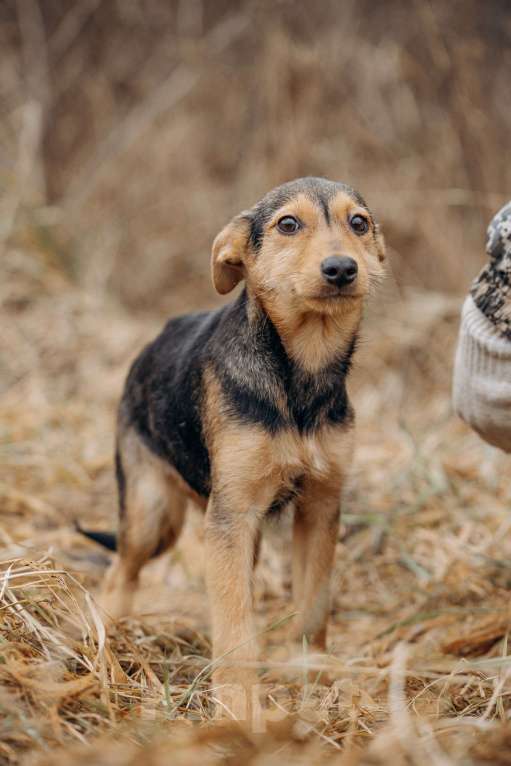Собаки в Москве: Малышка из приюта ищет дом Девочка, Бесплатно - фото 5