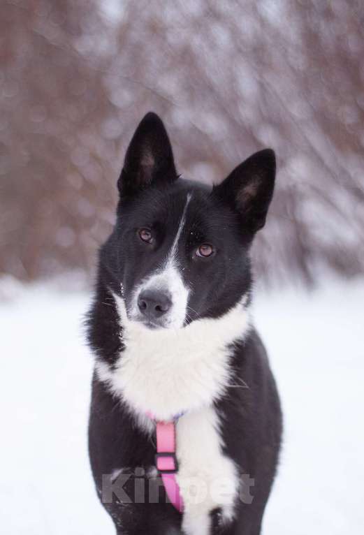 Собаки в Москве: Скромная и добрая Габи в поисках дома Девочка, Бесплатно - фото 1