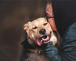 Собаки в Москве: Чудесный пёс Дэнвер в добрые руки. Мальчик, 1 руб. - фото 7