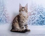 Кошки в Кудымкаре: Котенок Мейн кун кот., 20 000 руб. - фото 1