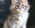 Кошки в Камызяке: Котенок Мейн кун, 25 000 руб. - фото 4
