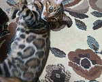 Кошки в Краснодаре: Котенок бенгал Мальчик, Бесплатно - фото 1