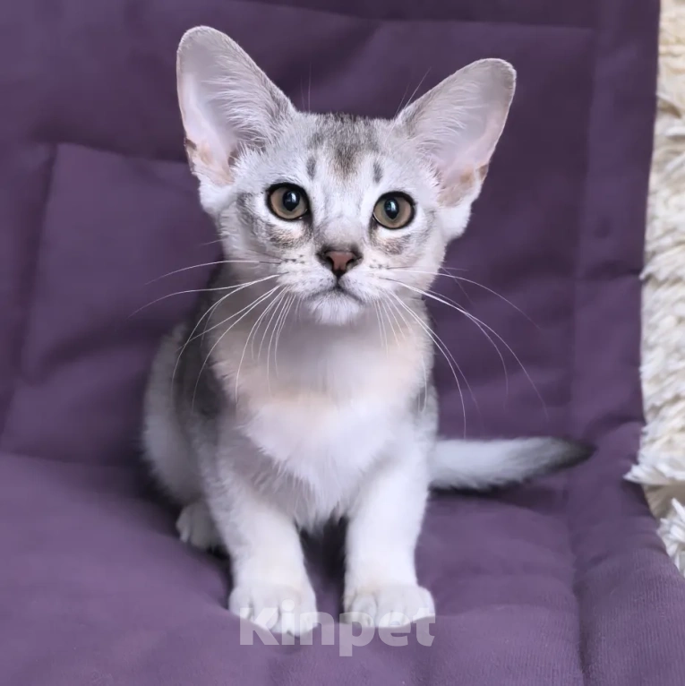 Кошки в Москве: Абиссинский котенок 3 месяца Девочка, 70 000 руб. - фото 8