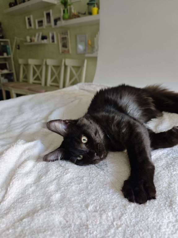 Кошки в Чайковском: Мальчик Мейн кун.  MCO окрас- ns черный дым Мальчик, 45 000 руб. - фото 2