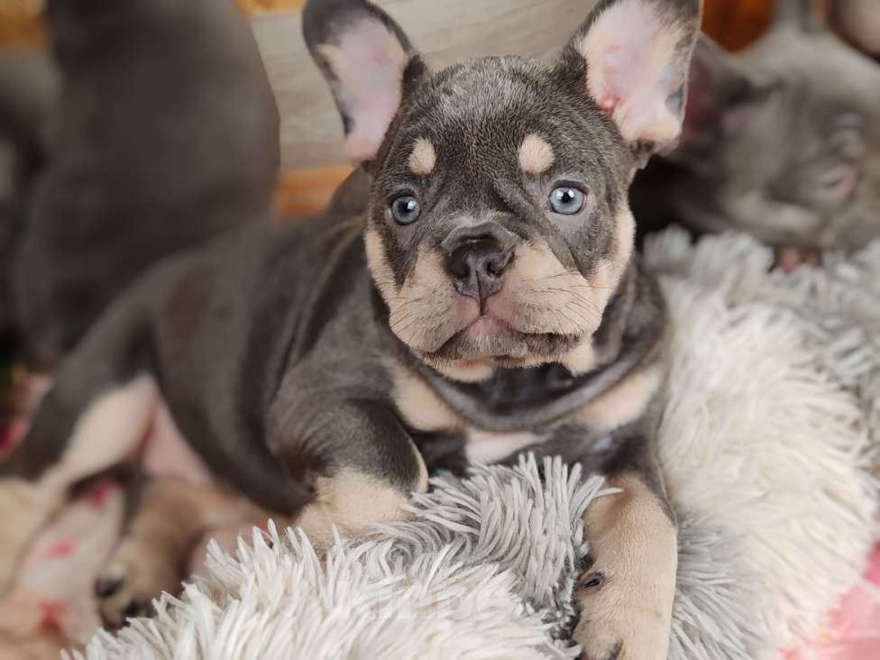 Собаки в Санкт-Петербурге: Шикарный лиловый мальчик  Девочка, 80 000 руб. - фото 6