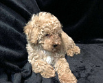 Собаки в Москве: Щенок мальтипу окрас шампань Мальчик, 55 000 руб. - фото 3