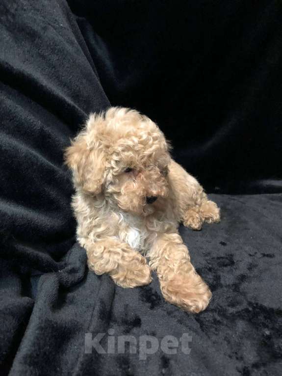 Собаки в Москве: Щенок мальтипу окрас шампань Мальчик, 55 000 руб. - фото 3