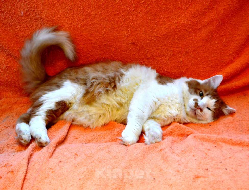 Кошки в Санкт-Петербурге: Большой роскошный ласковый котяра-лев Мальчик, Бесплатно - фото 1