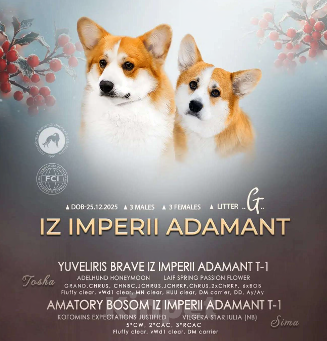 Собаки в Мытищах: Щенки вельш-корги пемброка РКФ Разнополые, Бесплатно - фото 6