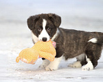 Собаки в Москве: Вельш корги кардиган-девочка Девочка, Бесплатно - фото 1