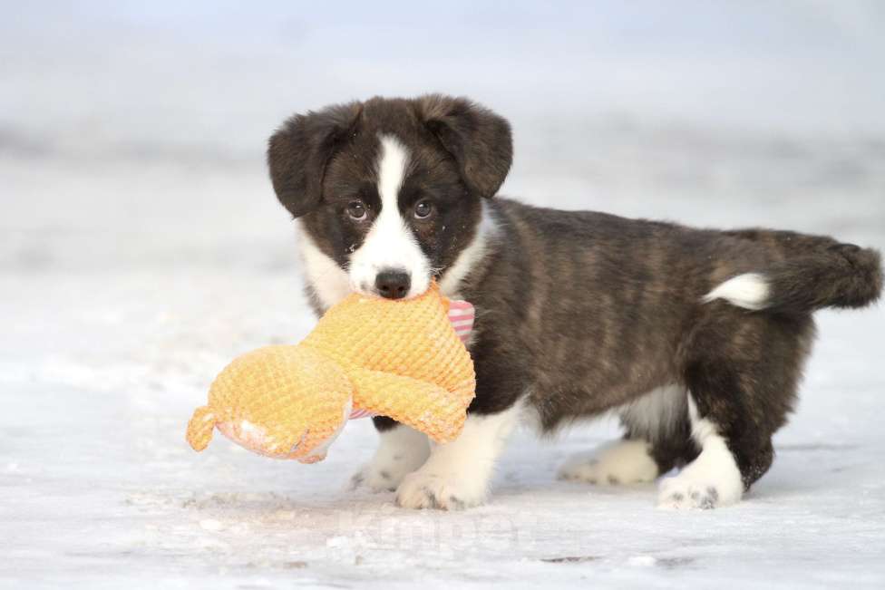 Собаки в Москве: Вельш корги кардиган-девочка Девочка, Бесплатно - фото 1