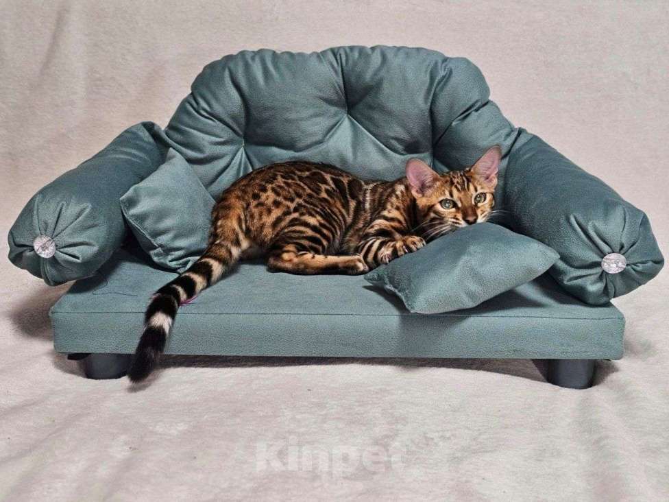 Кошки в Москве: Бенгальский котёнок Хантер Мальчик, 25 000 руб. - фото 7