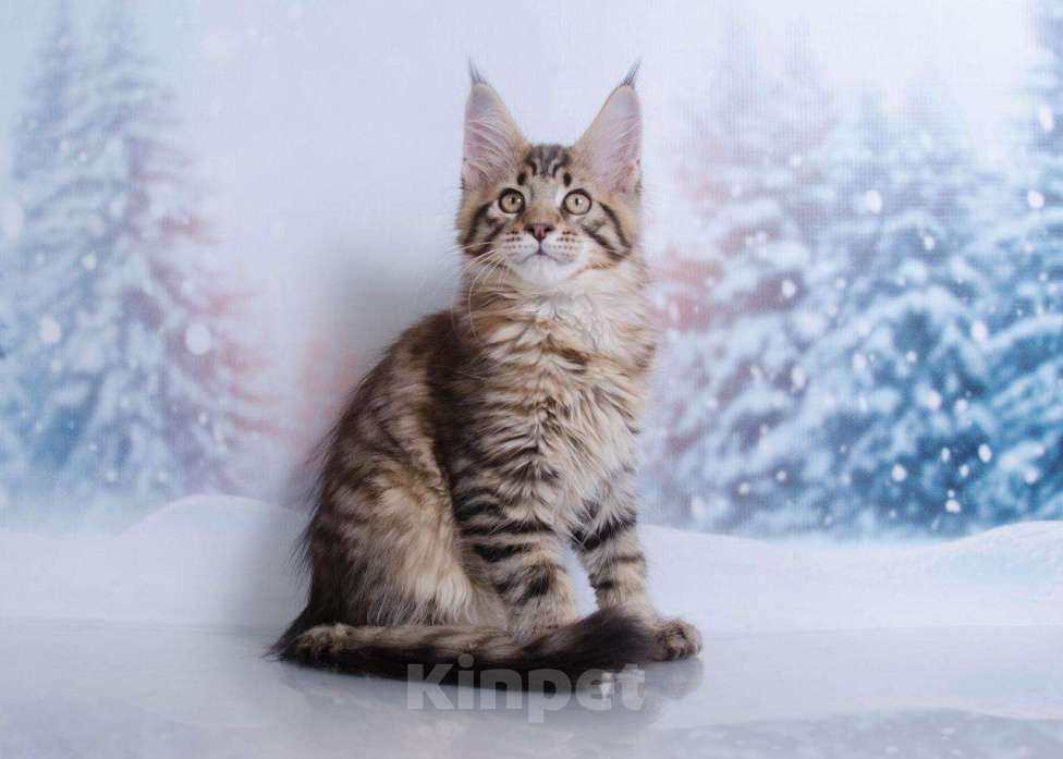 Кошки в Кудымкаре: Котенок Мейн кун кот., 20 000 руб. - фото 1