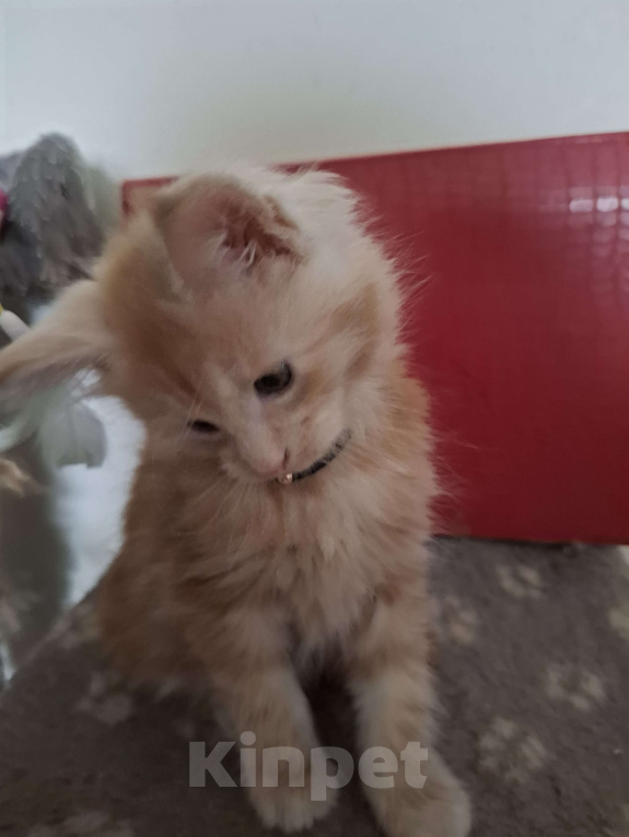 Кошки в Москве: Подарок к 8 марта. Девочка, 25 000 руб. - фото 2