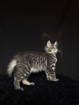 Мейн-кун котенок