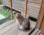Кошки в Москве: Отдаю кошку в добрые руки Девочка, Бесплатно - фото 7