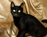 Кошки в Троицке: Супер ласковая, ручная кошка в дар Девочка, Бесплатно - фото 10