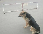 Собаки в Бронницах: Метис немецкой овчарки. Девочка 2 года. Девочка, Бесплатно - фото 1
