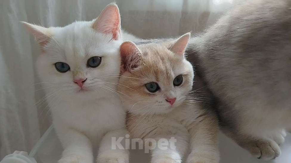 Кошки в Ставрополе: Британская золотая шиншилла (девочка) Девочка, 70 000 руб. - фото 1