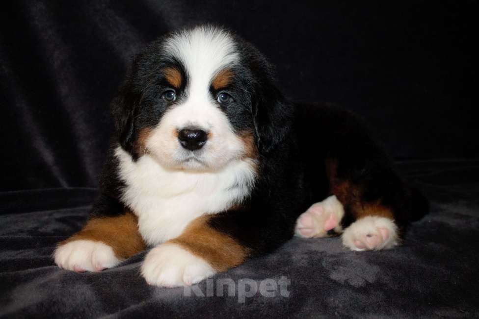 Собаки в других городах Московской области: Бернский зенненхунд Девочка, 50 000 руб. - фото 1